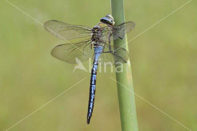 Grote keizerlibel (Anax imperator)