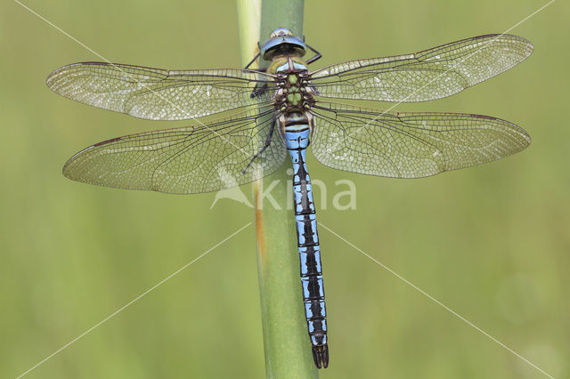 Grote keizerlibel (Anax imperator)