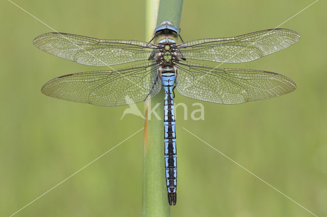 Grote keizerlibel (Anax imperator)