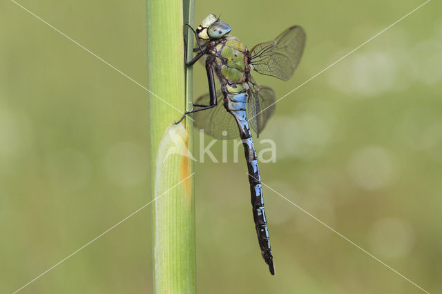 Grote keizerlibel (Anax imperator)