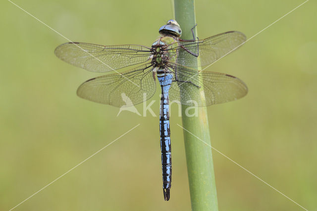 Grote keizerlibel (Anax imperator)