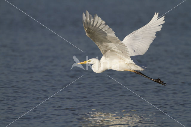 Grote zilverreiger (Casmerodius albus)