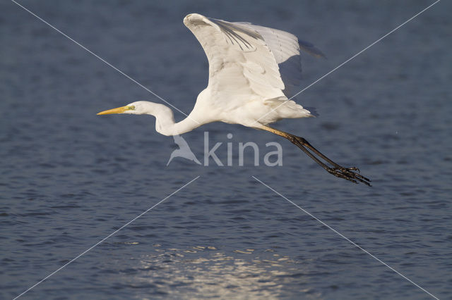 Grote zilverreiger (Casmerodius albus)