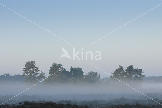 Grove den (Pinus sylvestris)