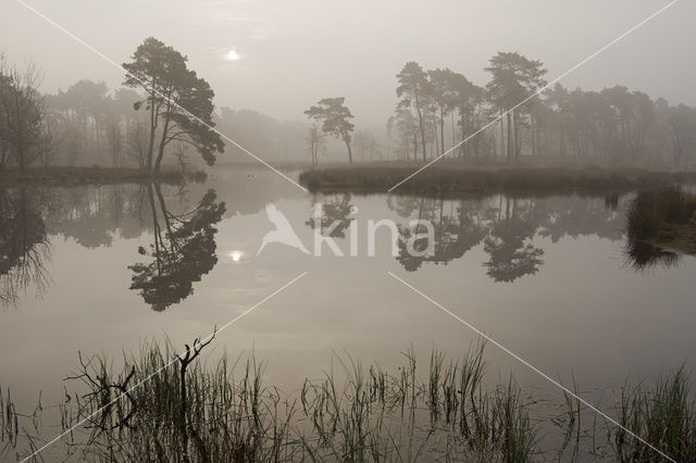 Grove den (Pinus sylvestris)