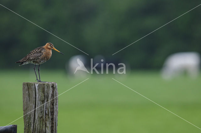 Grutto (Limosa limosa)