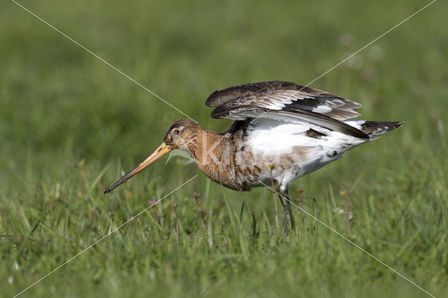 Grutto (Limosa limosa)