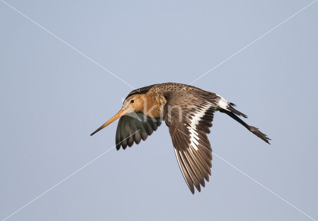 Grutto (Limosa limosa)