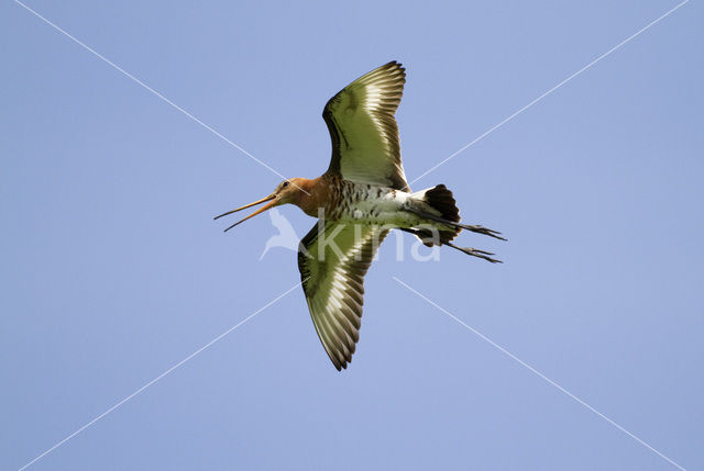 Grutto (Limosa limosa)