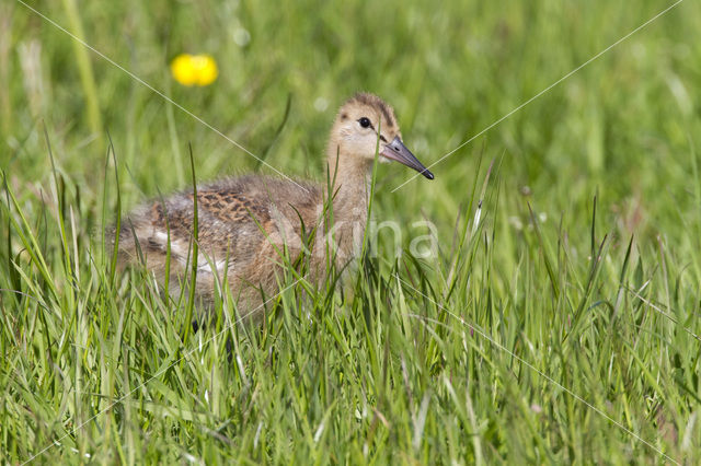 Grutto (Limosa limosa)