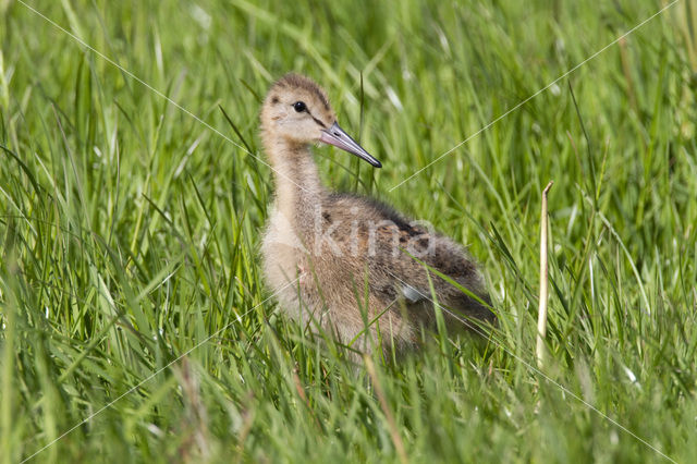 Grutto (Limosa limosa)