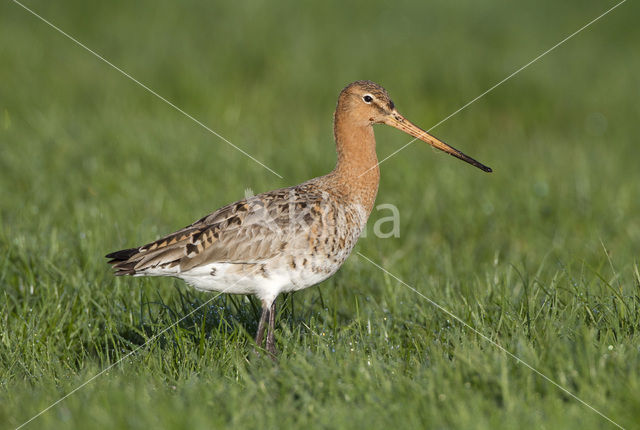 Grutto (Limosa limosa)