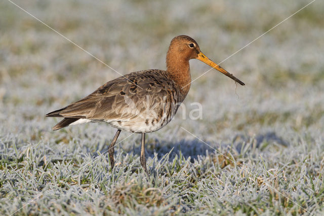 Grutto (Limosa limosa)