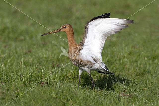 Grutto (Limosa limosa)