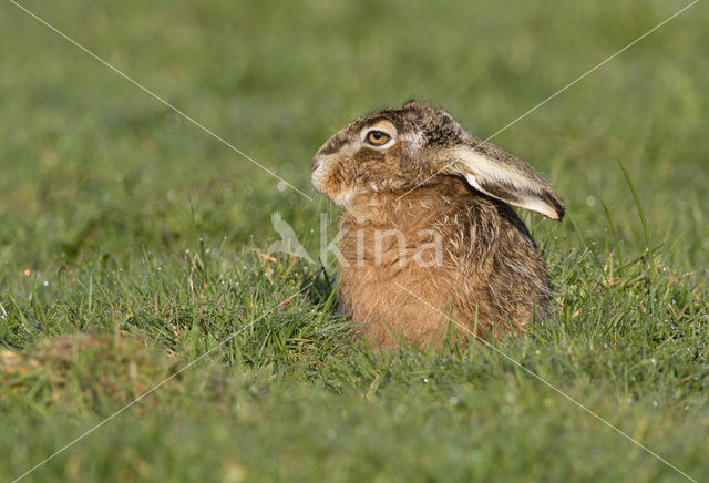 Haas (Lepus europaeus)