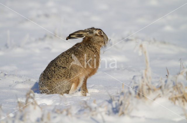 Haas (Lepus europaeus)