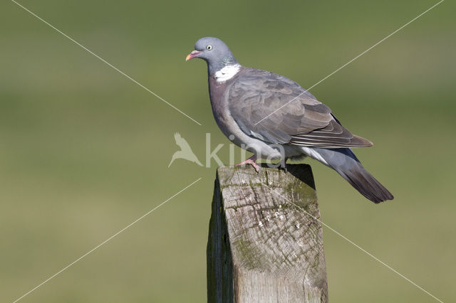 Houtduif (Columba palumbus)