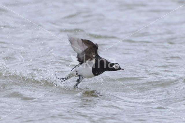 IJseend (Clangula hyemalis)