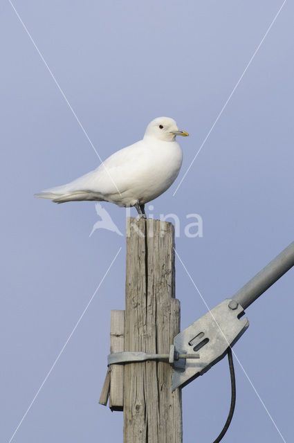 Ivoormeeuw (Pagophila eburnea)