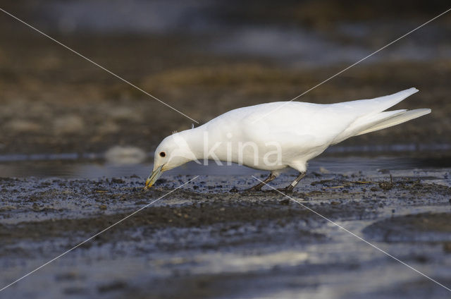 Ivoormeeuw (Pagophila eburnea)