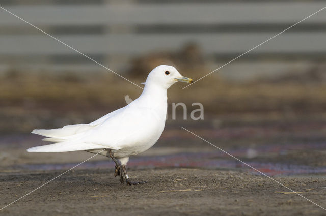 Ivoormeeuw (Pagophila eburnea)