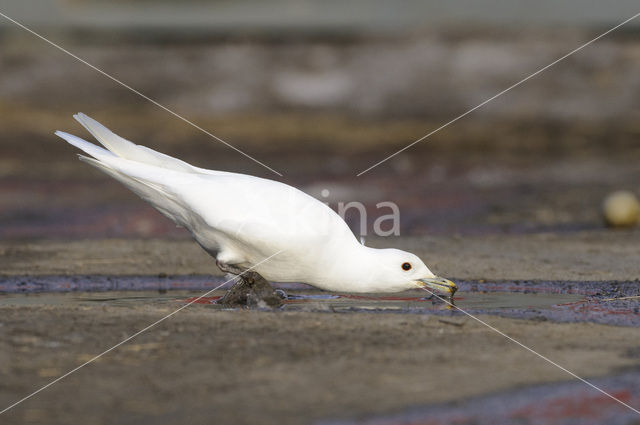 Ivoormeeuw (Pagophila eburnea)