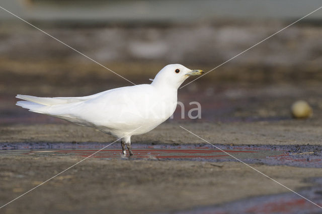 Ivoormeeuw (Pagophila eburnea)