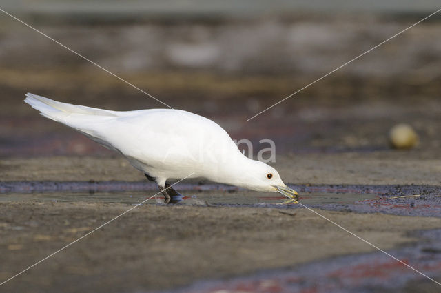 Ivoormeeuw (Pagophila eburnea)