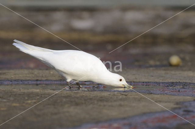 Ivory Gull (Pagophila eburnea)