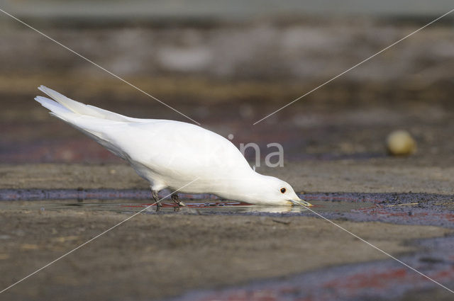 Ivoormeeuw (Pagophila eburnea)