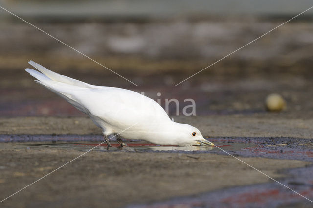 Ivoormeeuw (Pagophila eburnea)