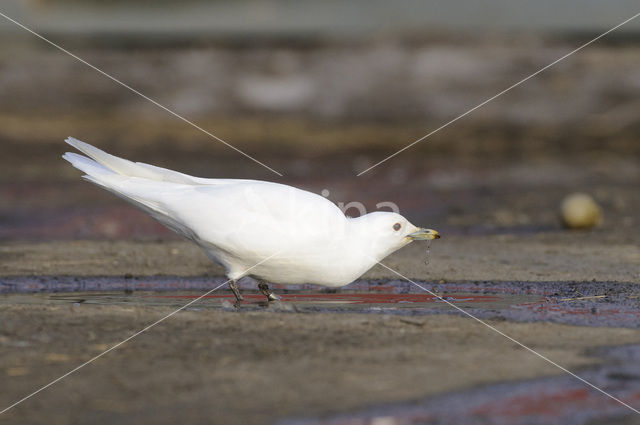 Ivoormeeuw (Pagophila eburnea)