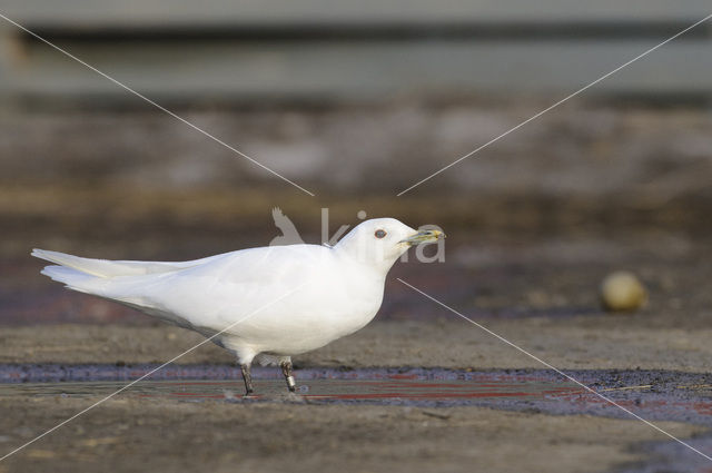 Ivoormeeuw (Pagophila eburnea)