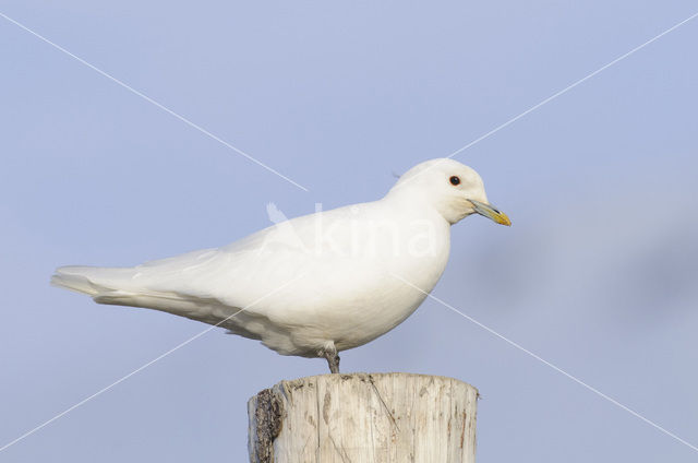 Ivoormeeuw (Pagophila eburnea)