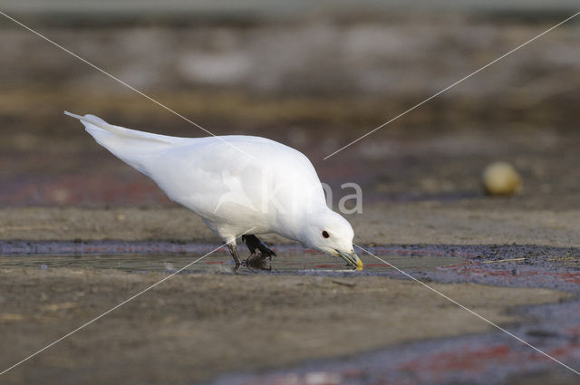 Ivoormeeuw (Pagophila eburnea)