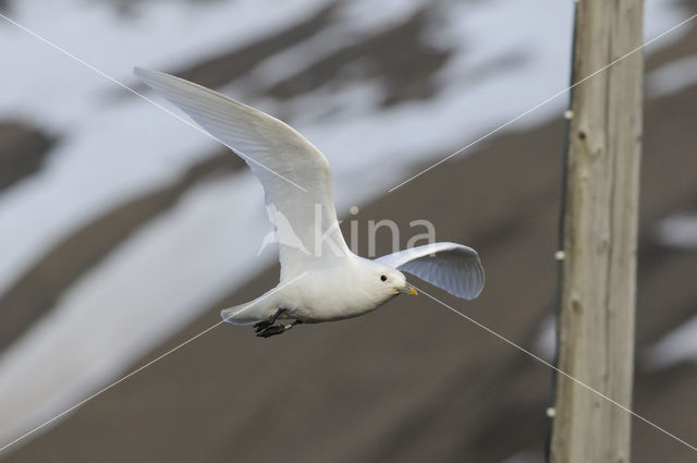 Ivoormeeuw (Pagophila eburnea)