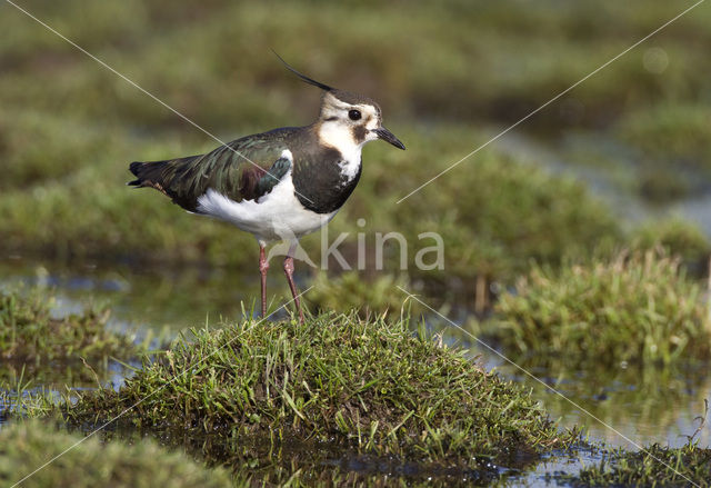 Kievit (Vanellus vanellus)