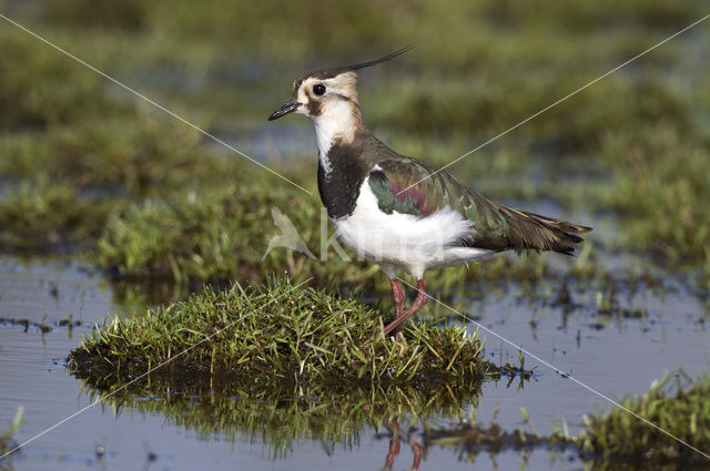 Kievit (Vanellus vanellus)