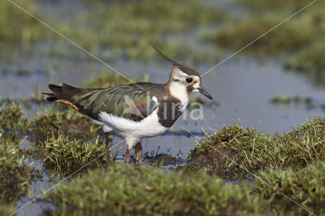 Kievit (Vanellus vanellus)