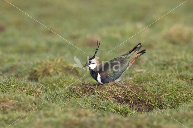 Kievit (Vanellus vanellus)