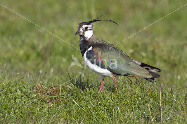 Kievit (Vanellus vanellus)