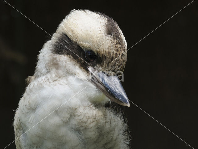 Kookaburra (Dacelo novaeguineae)