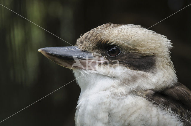 Kookaburra (Dacelo novaeguineae)