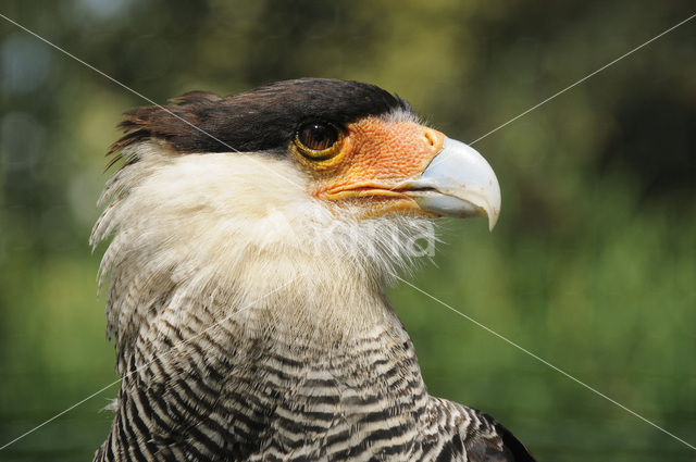 Kuifcaracara (Caracara plancus)