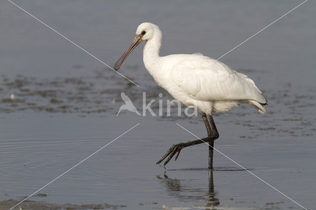 Lepelaar (Platalea leucorodia)