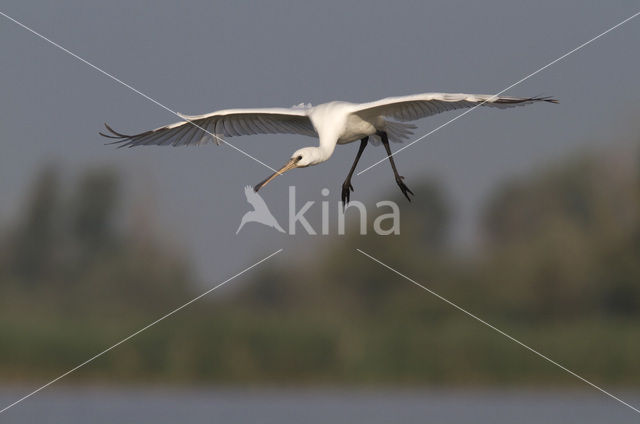 Lepelaar (Platalea leucorodia)