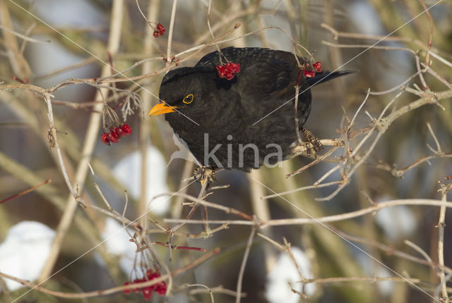 Merel (Turdus merula)