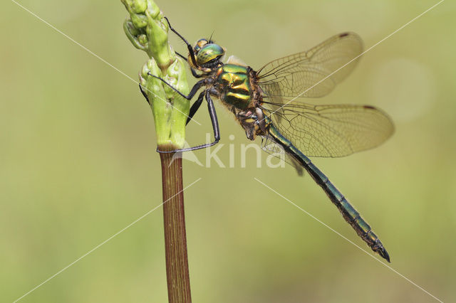 Metaalglanslibel (Somatochlora metallica)