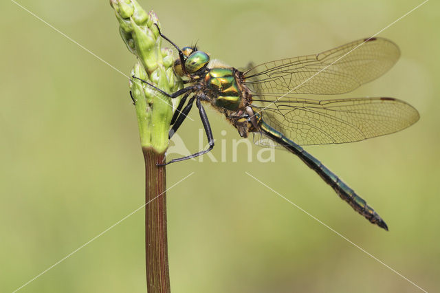 Metaalglanslibel (Somatochlora metallica)