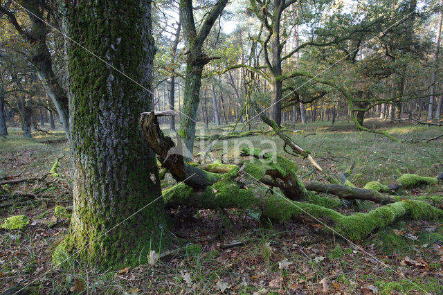 Nationaal Park Veluwezoom